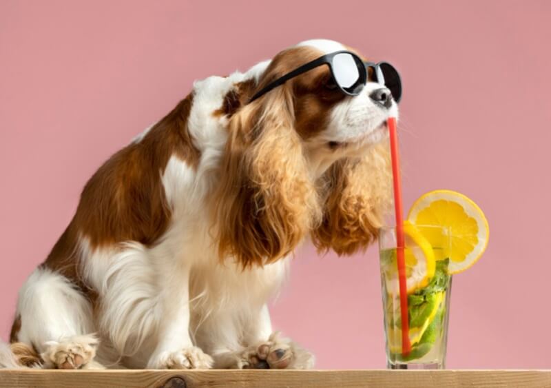 Are Pub Dogs More Important Than Pub Food? The Debate Brewing in Britain’s Pub